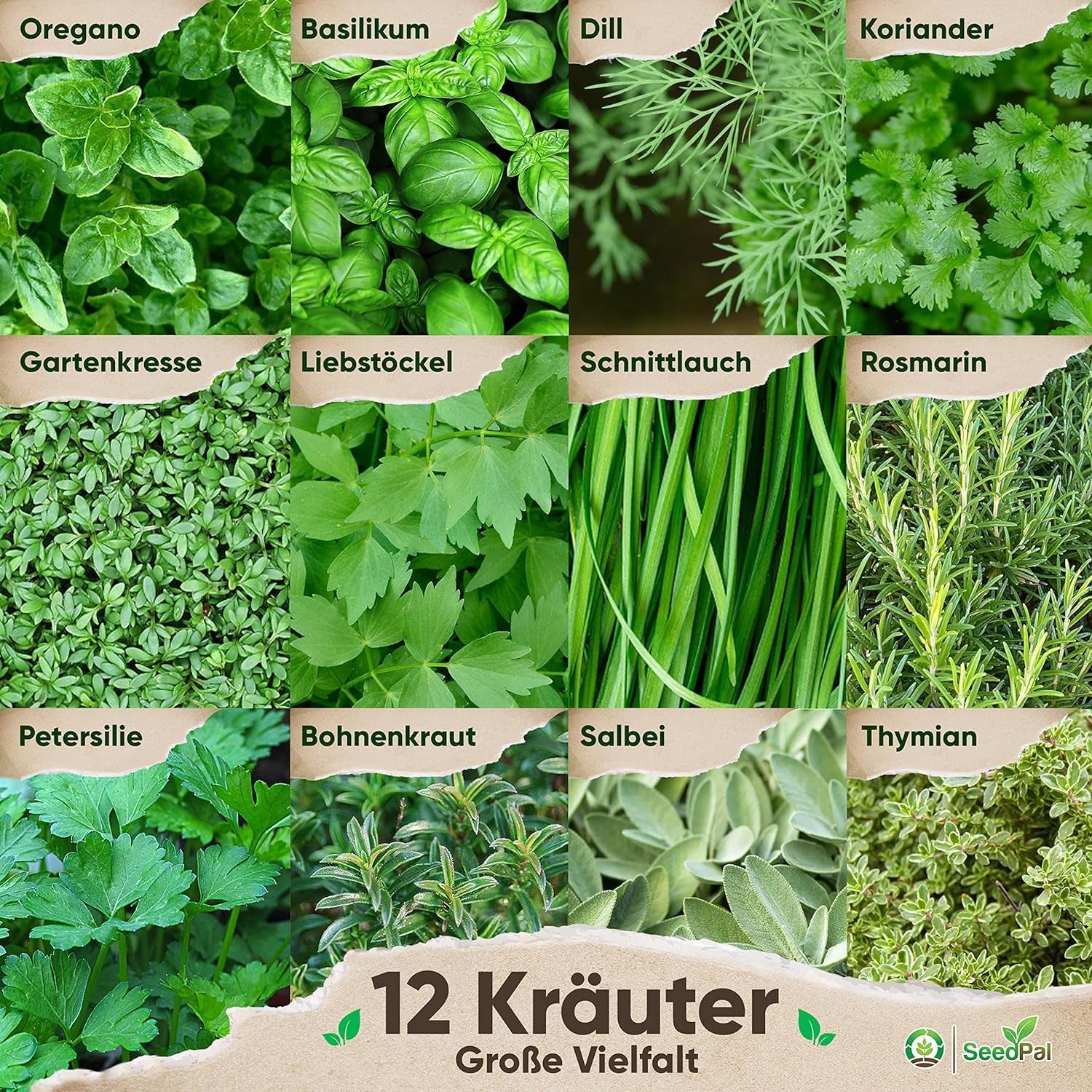 Zestaw Kräutersamen - 12 Beliebtesten Küchenkräuter - Kräuter der Provence, włoski Kräuter - Kräutergarten für Küche oder Balkon - Samen Saatgut - Gartenkräuter Sorten