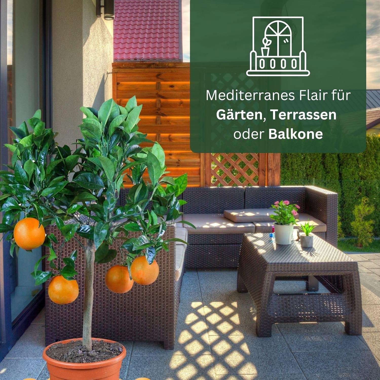 Pomarańcza z Mojej Oranjerii - pomarańcza prawdziwa - roślina cytrusowa - Citrus sinensis - Pomarańcza - szczepiona pomarańcza dla ogrodników (Mezzo [M])