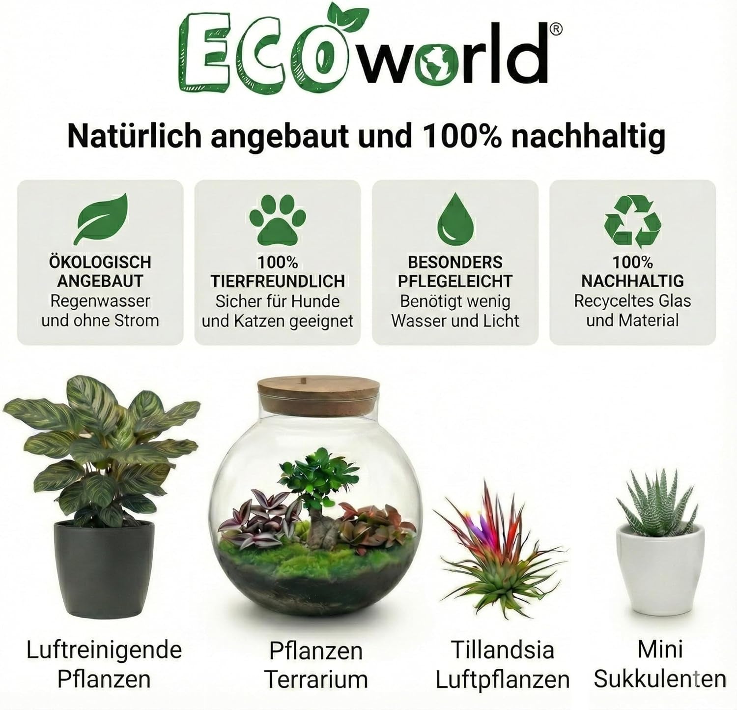 Luftreinigende Pflanzen – 6Er Set Echte Zimmerpflanzen Mit Seegras Töpfen – Tierfreundliche Und Pflegeleichte Grünpflanzen – Ideal Für Wenig Licht – Ø 12 Cm ↥ 40 Cm