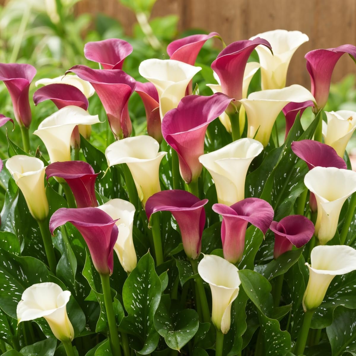 Calla Bulbs Hardy Bylina - Zantedeschia Orange Passion (Orange) - 5 dużych cebul kwiatowych - Prawdziwe rośliny holenderskie - Do ogrodu i doniczek (nie nasiona, nie sztuczne)