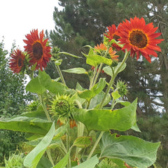 Zestaw upominkowy do uprawy roślin - Słonecznikowy zachód słońca, zawierający doniczki, podłoże i instrukcję uprawy