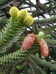 Exotenherz Chilenische Schmucktanne - Andentanne - Araucaria Araucana - Setzling Im 19Cm Topf