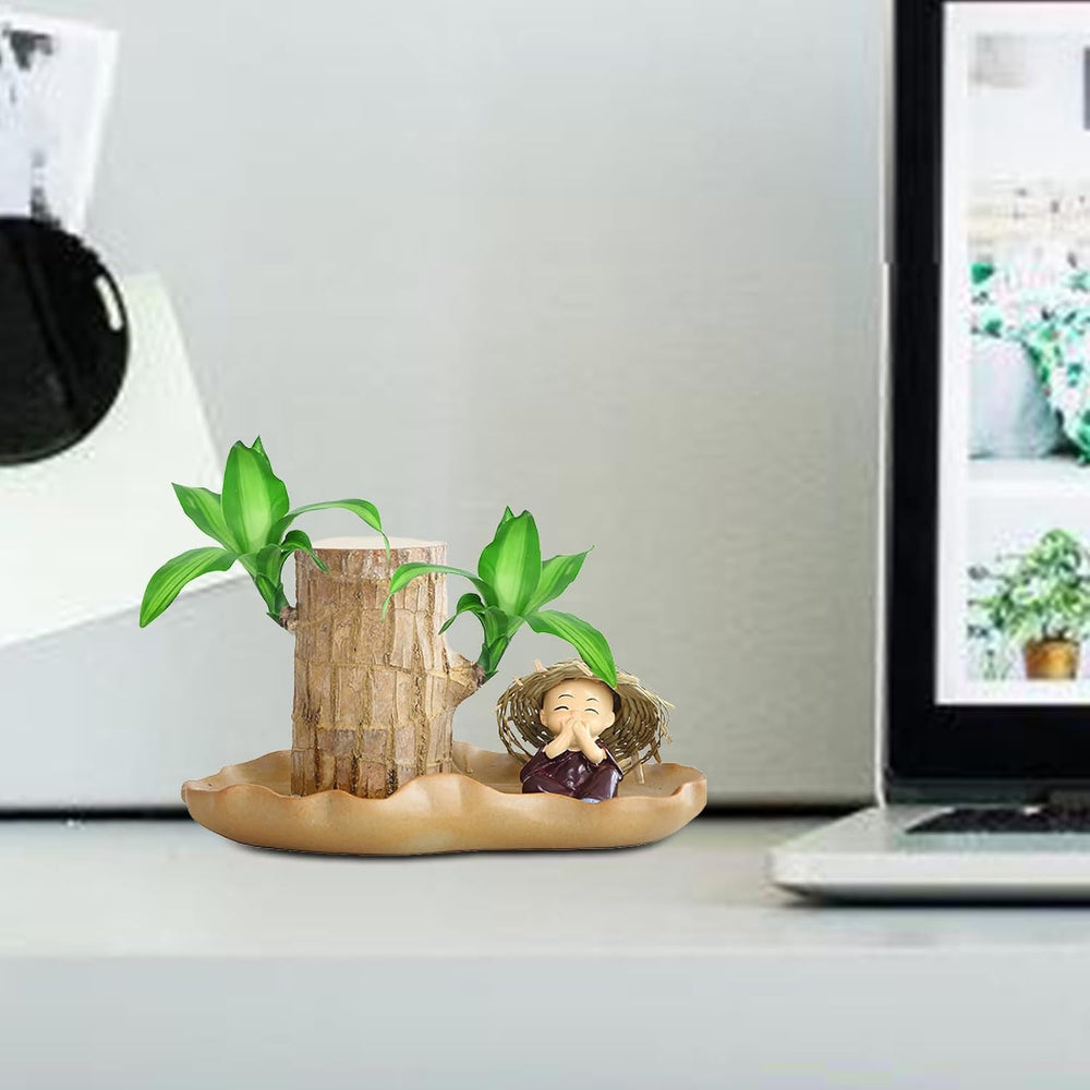 Brasilianisches Glücksholz | Glücksbambus Pflanze Ornamenten | Reinigen Sie Luft Luckyes Bamboo Mit Blatttopf | Hydrokulturpflanze Brazilian Glücksholzpflanze Für Desktop-Dekoration