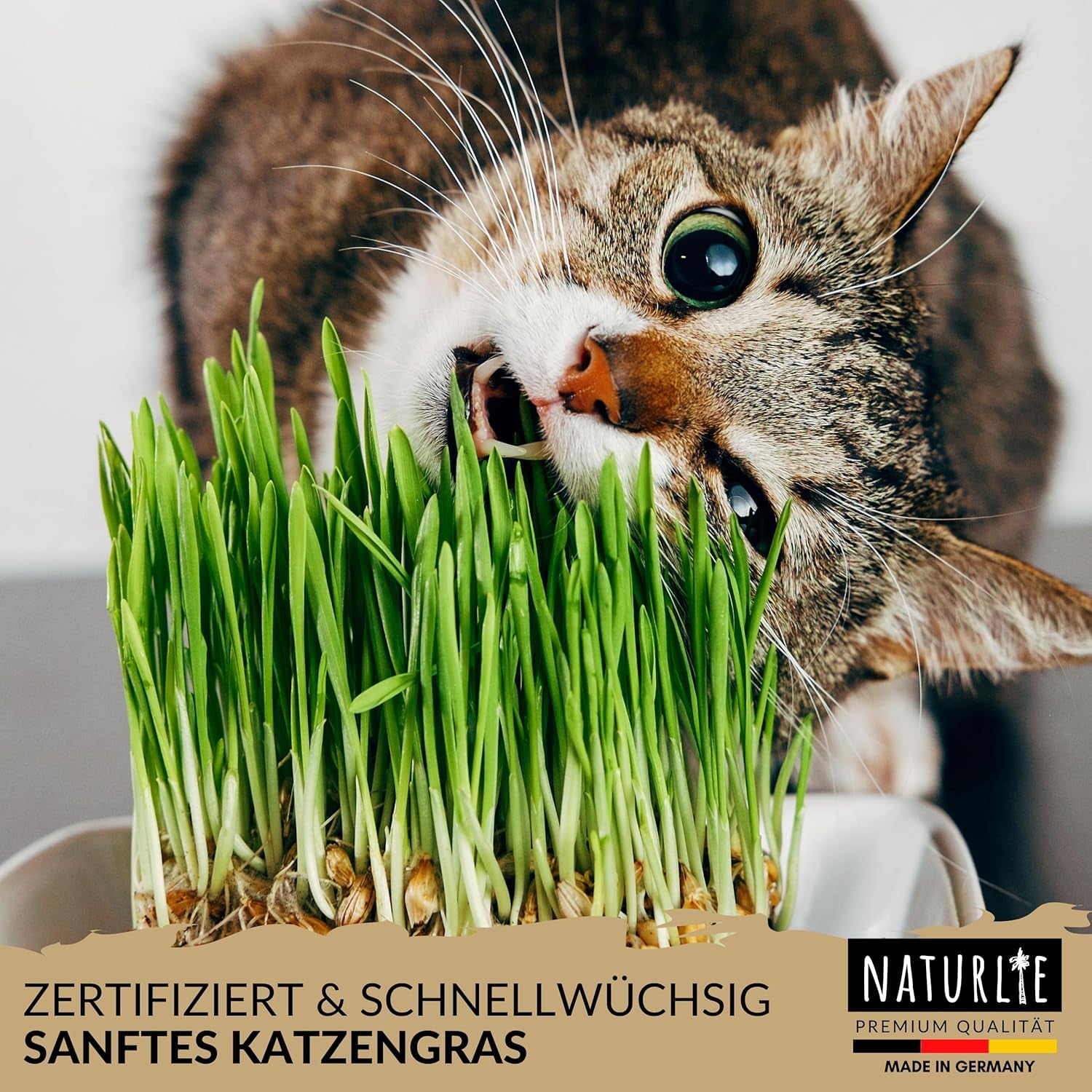 XXL 200G Premium Katzengras Samen Set: Saatgut Für 80 Töpfe Fertiges Katzengras - Saatgut Für Eine Sanfte/Weiche Katzenwiese - Premium Saatgut Für Deine Katze