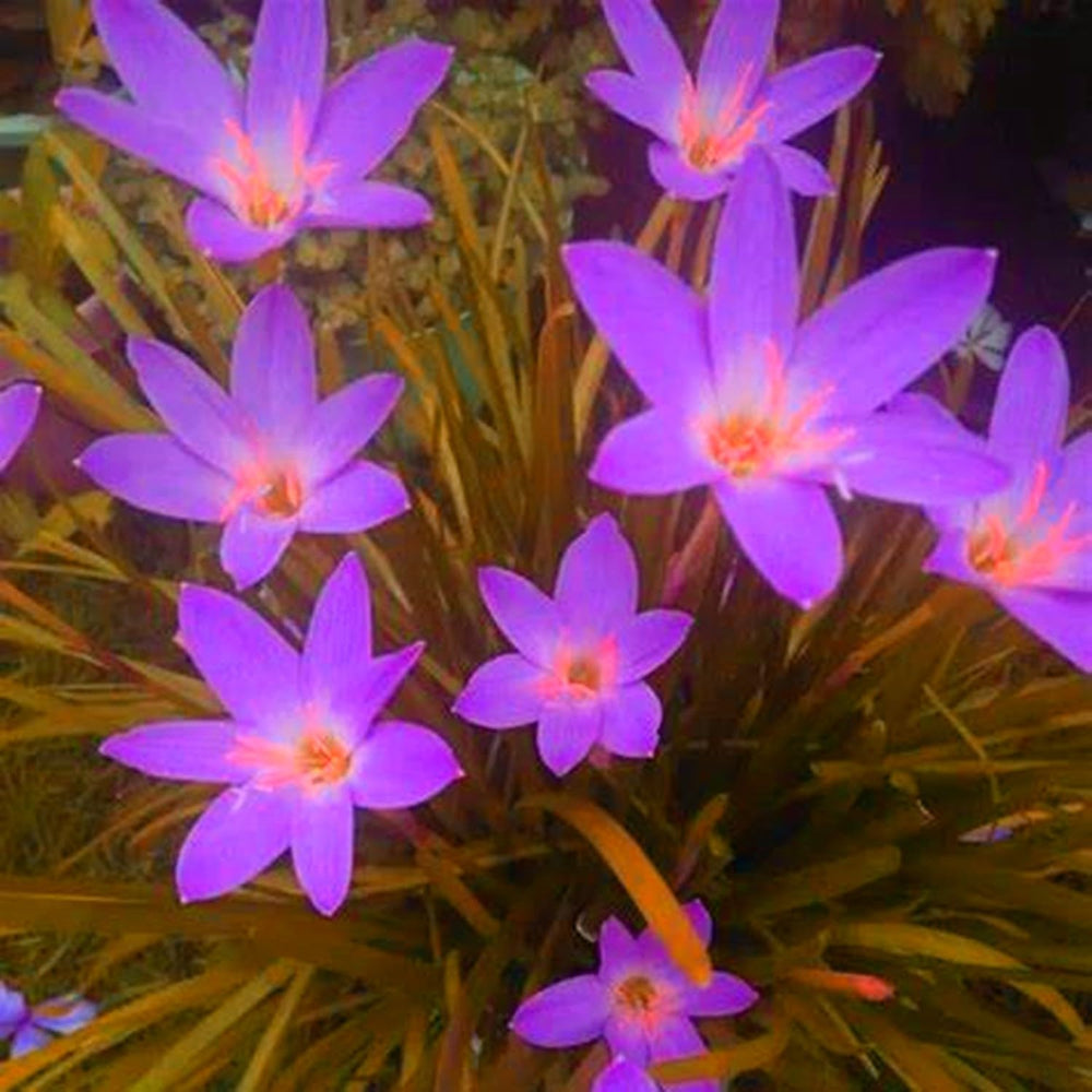 Mieszanka cebul kwiatowych, żarówka Mystery Magic, odporne sadzenie, odporna na zimę wieloletnia cebula kwiatowa, odporne cebule-3 cebule orchidei