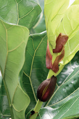 Bloomique - 2Er Set - Ficus Lyrata - Geigenfeige - Zimmerpflanzen Groß - Pflegeleicht - Luftreinigend - Höhe 60-70 Cm - Topf 17 Cm