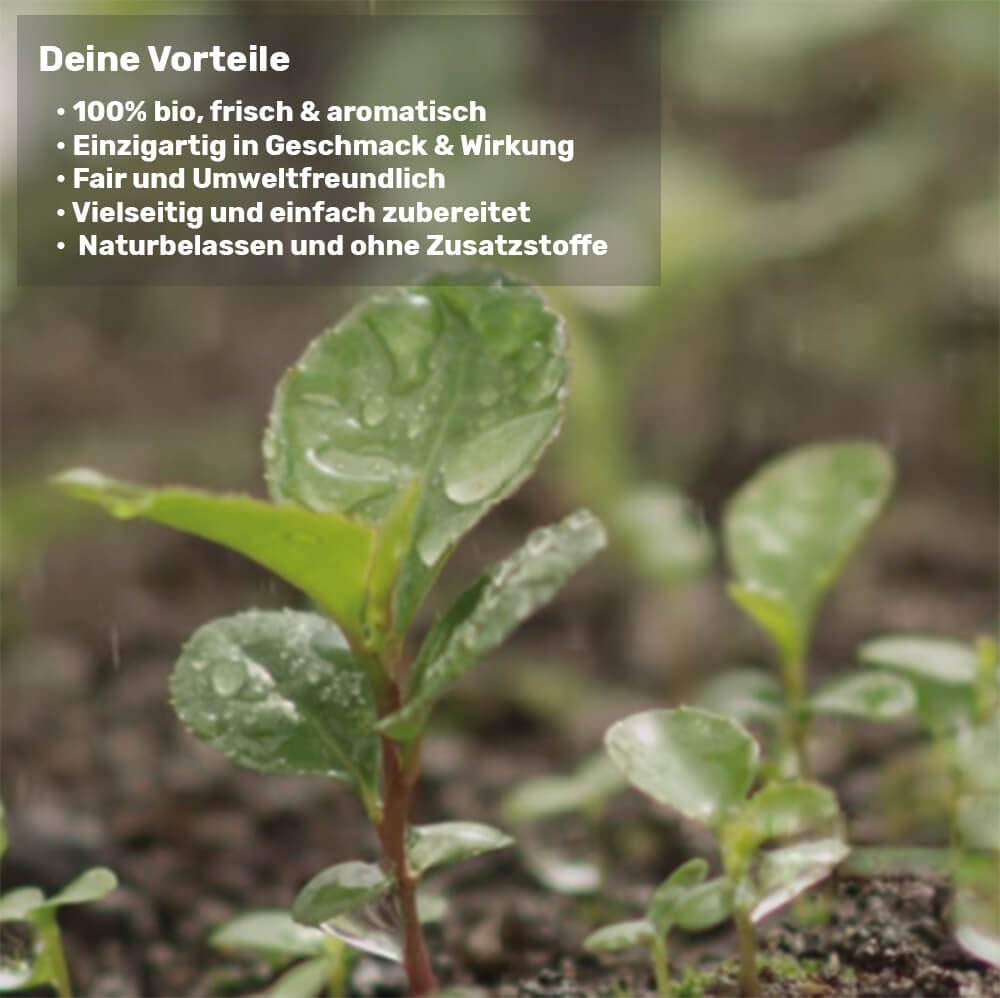 Set de ceai Mate din ceramică ● 3 sortimente de Mate BIO + cană Mate + Bombilla + instrucțiuni de preparare (Vintage)