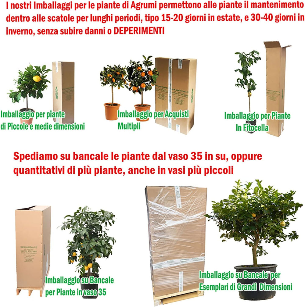 SAVINI VIVAI Zitronenpflanze, Rosa Kaviar, Zitrusbaum, Fingerlimette, Zitronensetzling Im Topf, 20 Cm, Höhe 50–70 Cm, 2 Jahre Veredelung, Hergestellt in Italien