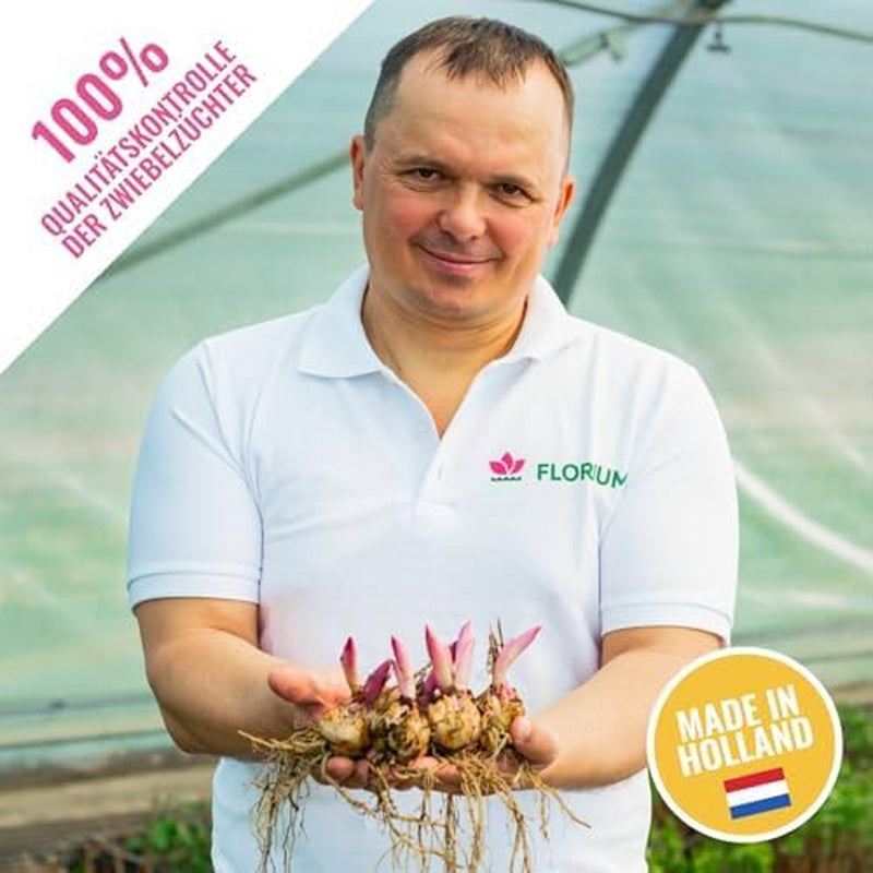 Kolekcja cebul olbrzymich lilii (15 cebul kwiatowych), 5 pachnących odmian, po 5 każdego koloru, holenderska, trwała mieszanka wieloletnia do ogrodu (duże cebule, bez pestek)