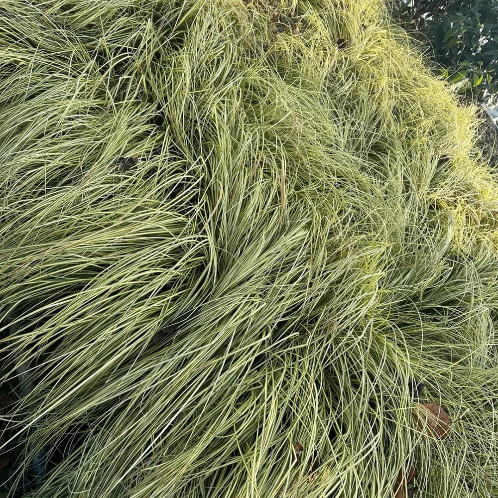 Carex Oshimensis Winterharte Ziergräser Für Kübel Seltene Outdoor Ziergräser Winterharte Kübelpflanzen Sträucher Für Den Garten Sichtschutz Winterfeste Gartenpflanzen Für Draußen 500Samen