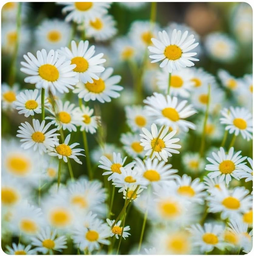 Łąka Kwiatowa – Przyjazna pszczołom mieszanka nasion kwiatów – Polne kwiaty i trawy do suchych lokalizacji – Nasiona dzikich kwiatów – Mieszanka nasion jednorocznych i wieloletnich