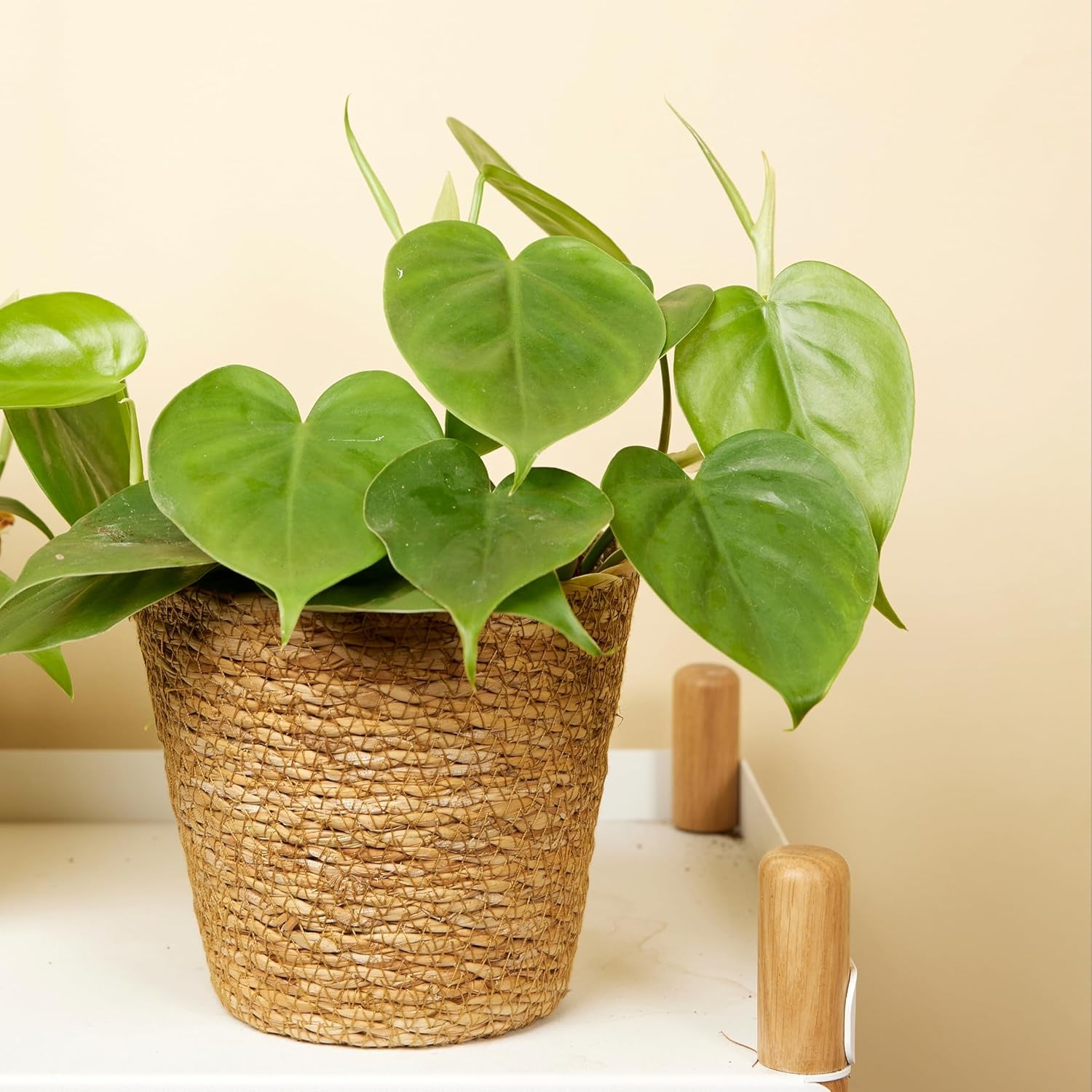 Bloomique - Philodendron Scandens - Hängepflanze - Auch Als Kletterpflanze Geeignet - Zimmerpflanzen - Luftreinigend - Pflegeleicht - 15-20 Cm Hoch - Topf 12 Cm