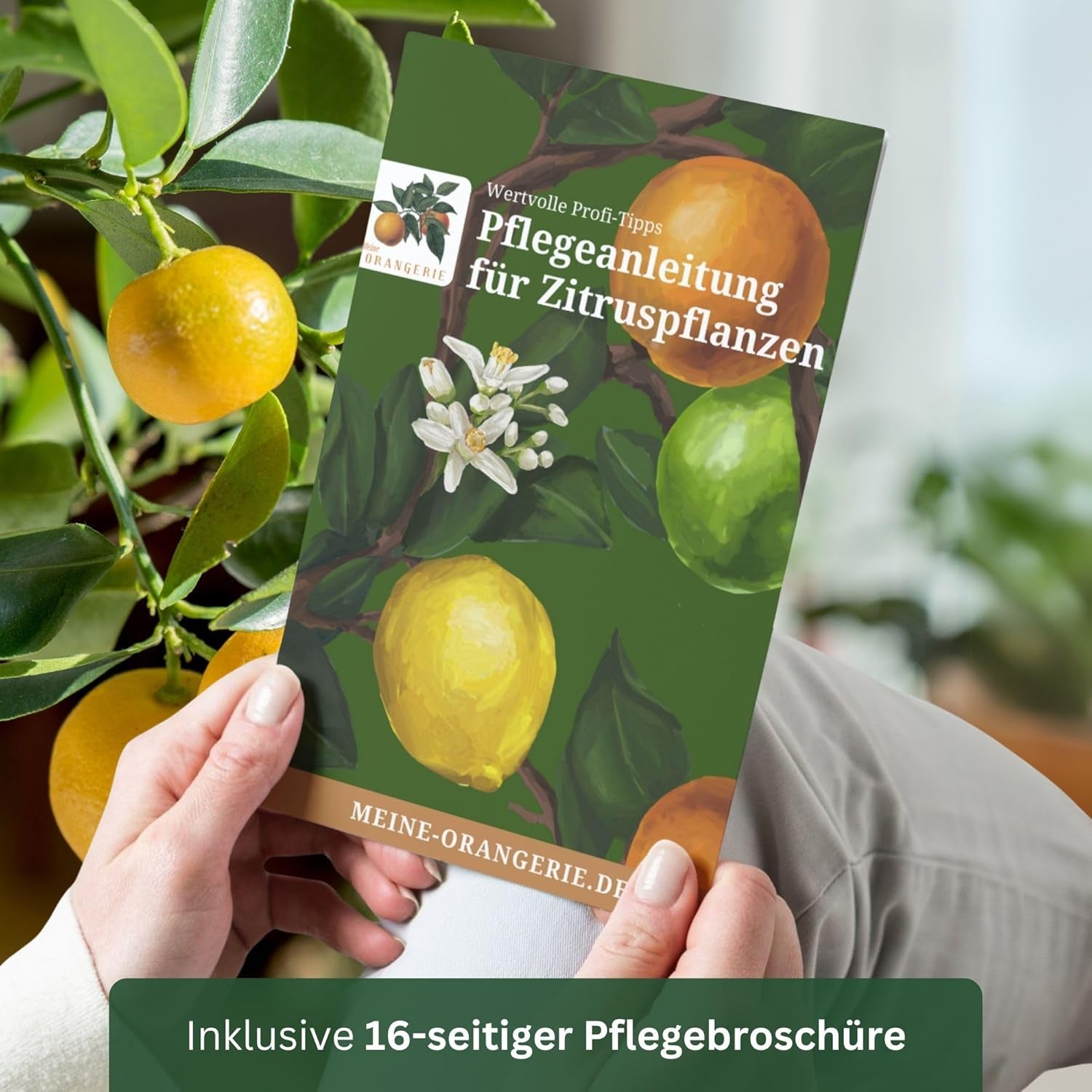 Pomarańcza z Mojej Oranjerii - pomarańcza prawdziwa - roślina cytrusowa - Citrus sinensis - Pomarańcza - szczepiona pomarańcza dla ogrodników (Mezzo [M])