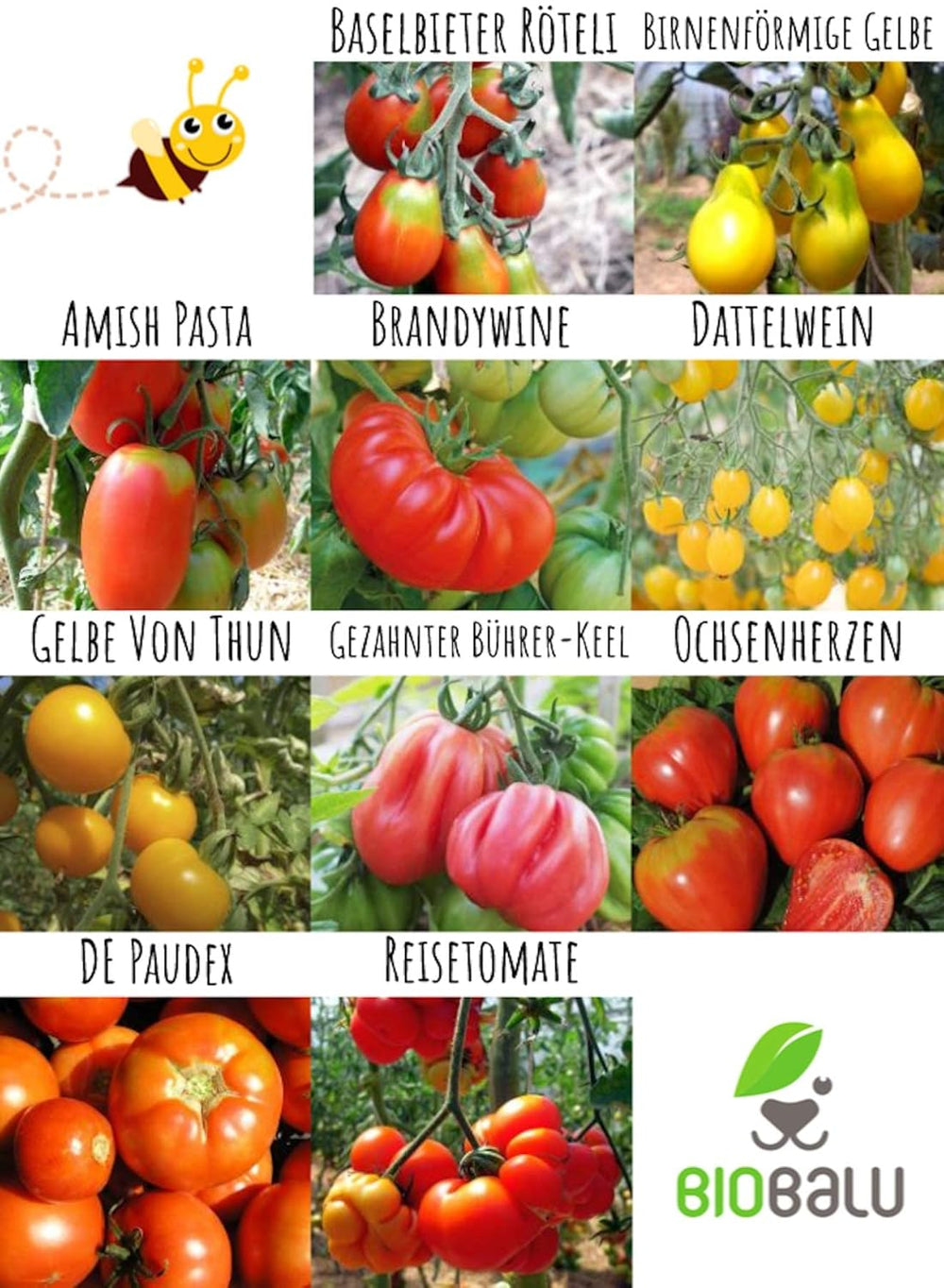 Tomatensamen Bio - 10 Alte Sorten in Einzelpackungen - Historisches Saatgut Set Tomaten, Saatgut Raritäten in Bioqualität, Samenfeste & Seltene Tomatensorten Für - Geschenkset