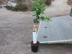 Blutorangenbaum, Citrus - Sanguinelli, Naranjo, Ca. 125-140 Cm Hoch