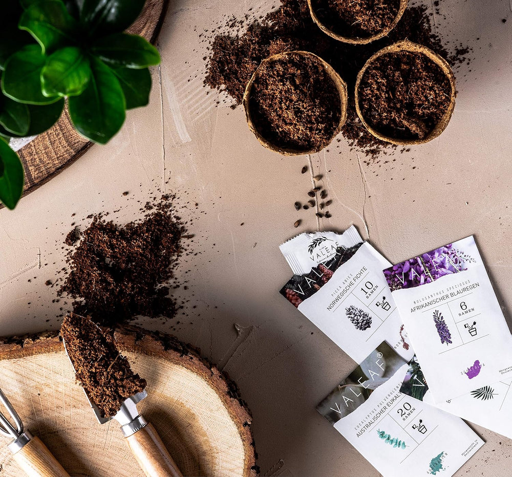 10 nasion Bonsai z 5 kontynentów | Nasiona egzotycznych drzew dla Twojego wyjątkowego Bonsai | Zestaw startowy i entuzjaści roślin | Nasz zestaw Bonsai jako wyjątkowy pomysł na prezent