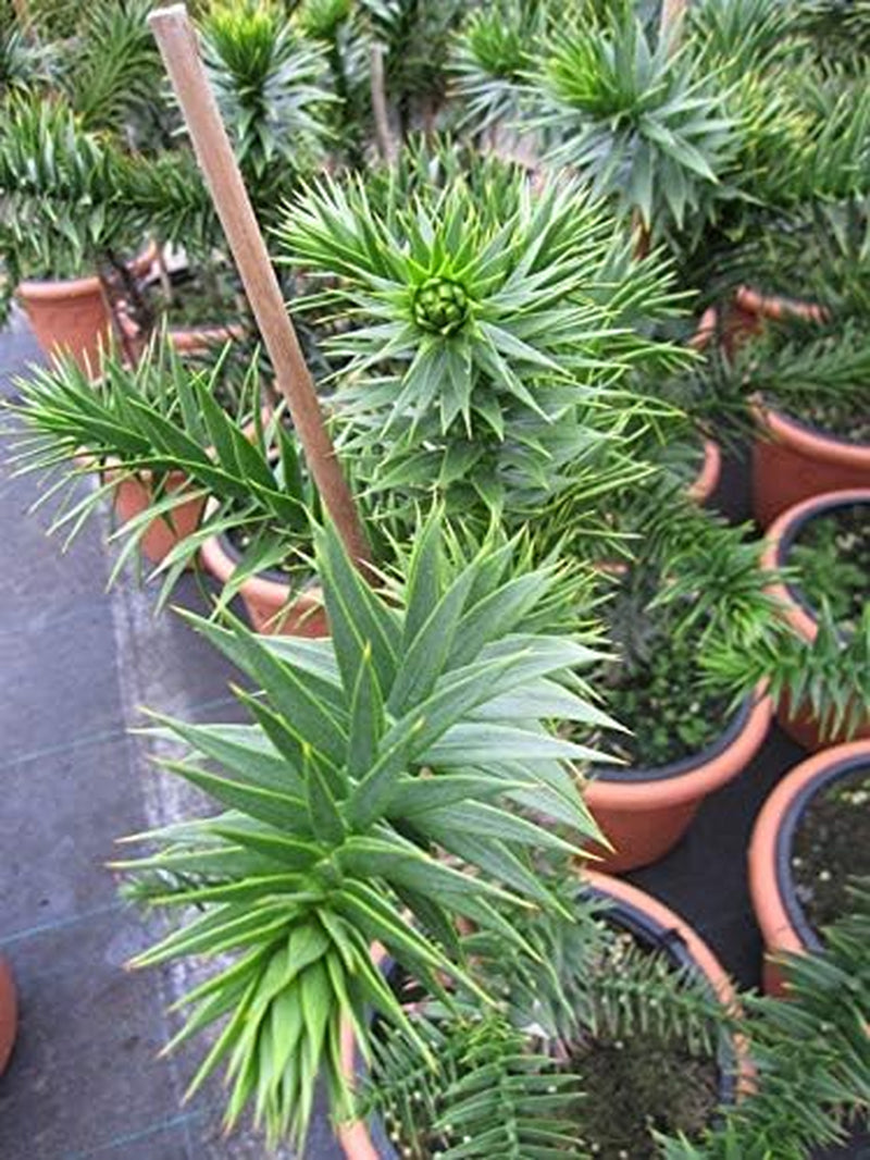 Araucaria Araucana - Andentanne - Chilenische Schmucktanne - 40-50 Cm