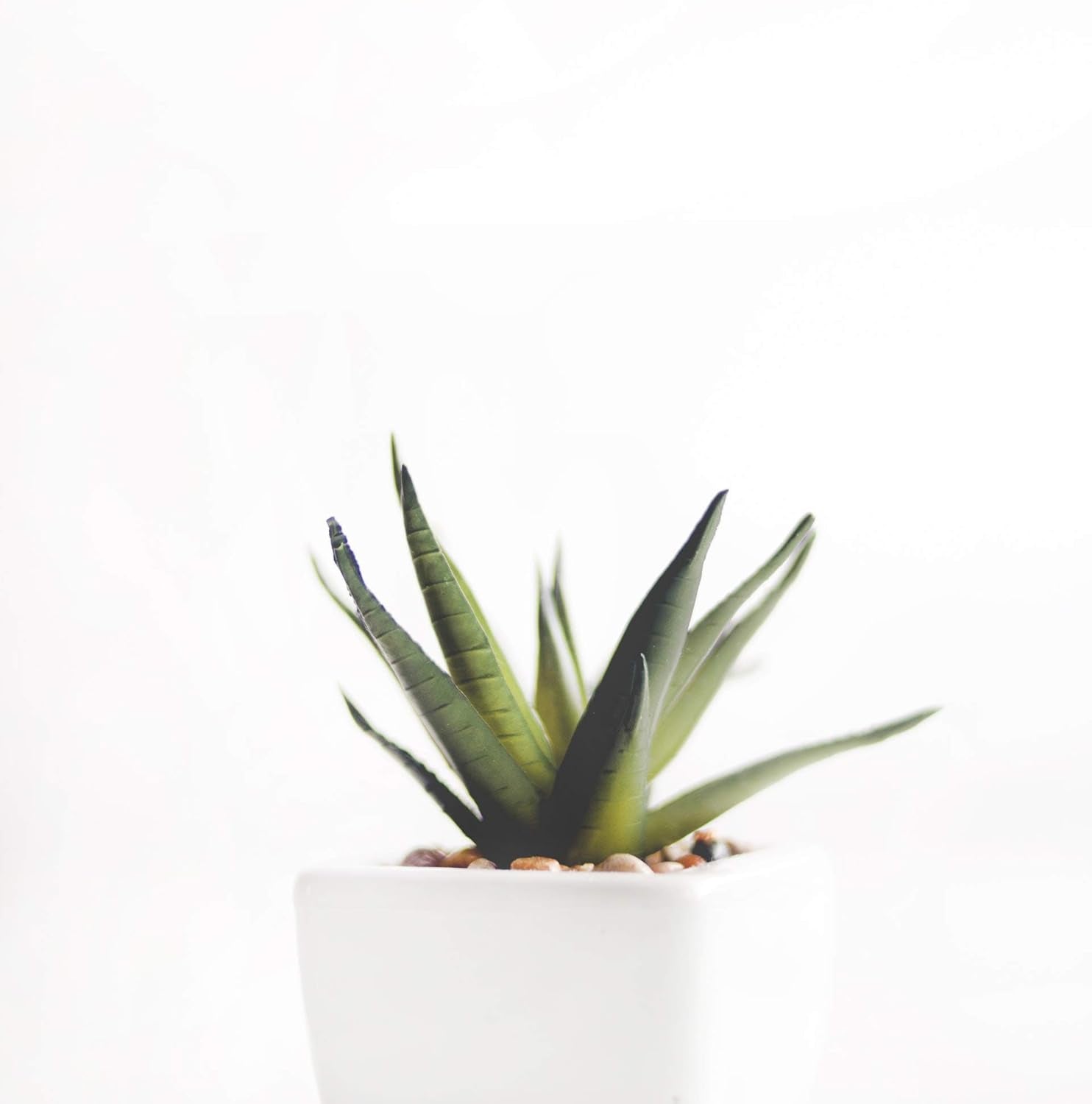 1L Lewatit HD-50 Wysokiej jakości długoterminowy granulat nawozu hydroponicznego Idealny dla wszystkich roślin ozdobnych Długoterminowy efekt do 6 miesięcy