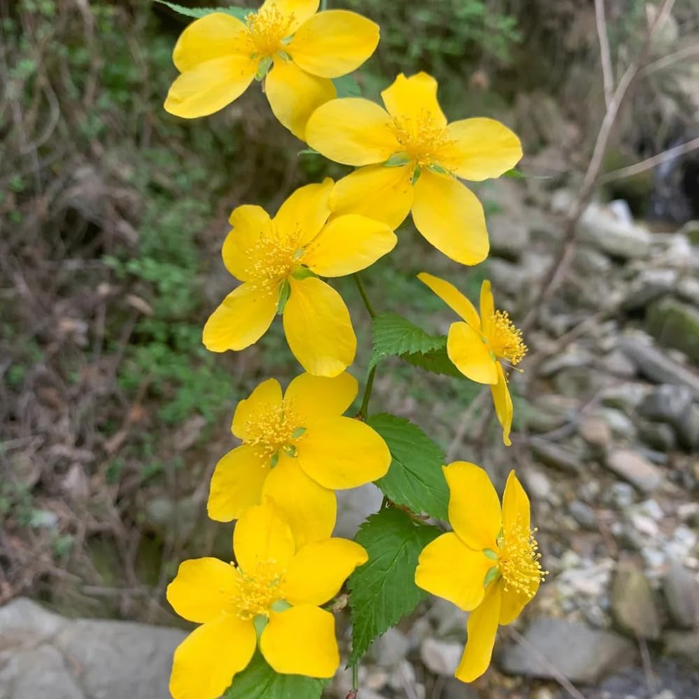 Kerria Japonica Für Sonnige Plätze Ranunkelstrauch, Stauden Winterhart Mehrjährig Geschenke Für Gärtner Gartendeko Für Draußen Blühende Winterhart 300Samen