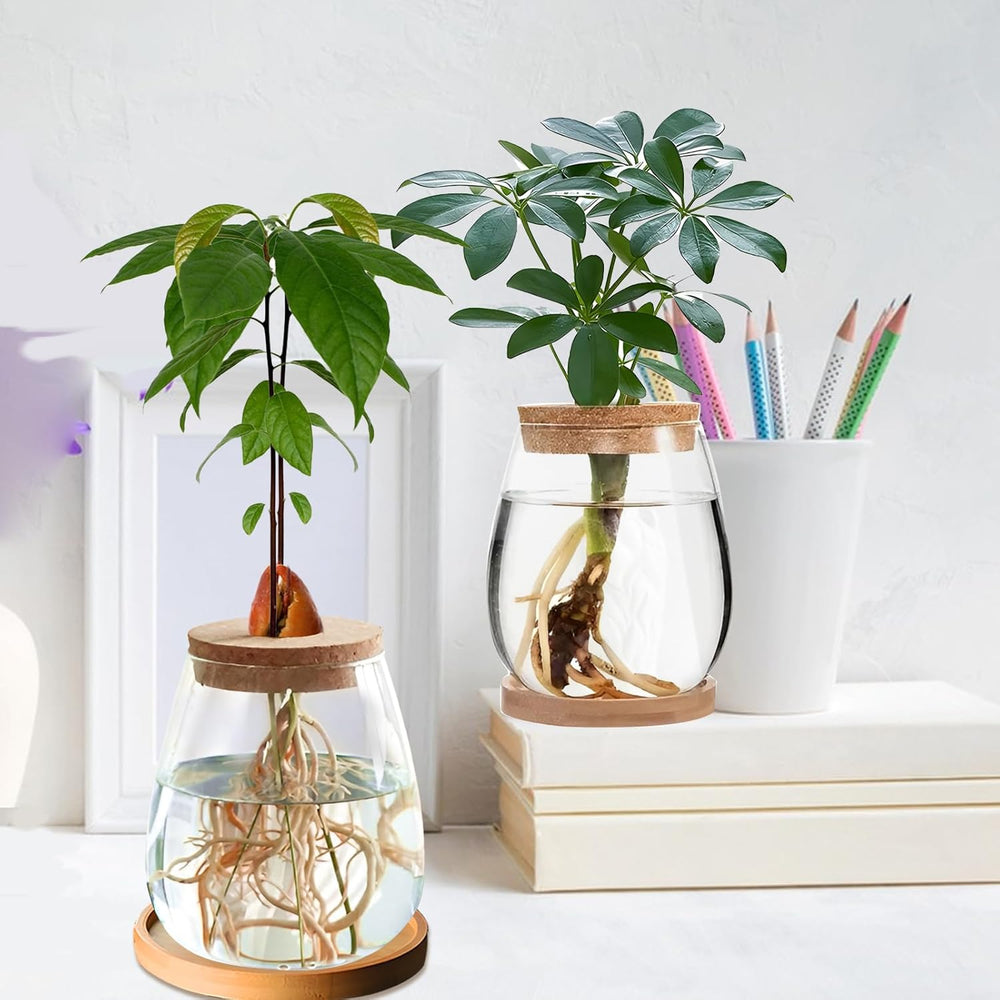 Stacja do uprawy roślin hydroponicznych 12x11 cm Wazon z nasionami awokado Szklana sadzarka Hydroponiczny szklany wazon na rośliny wodne lub kwiaty Biurko Wystrój stołu 2 szt.