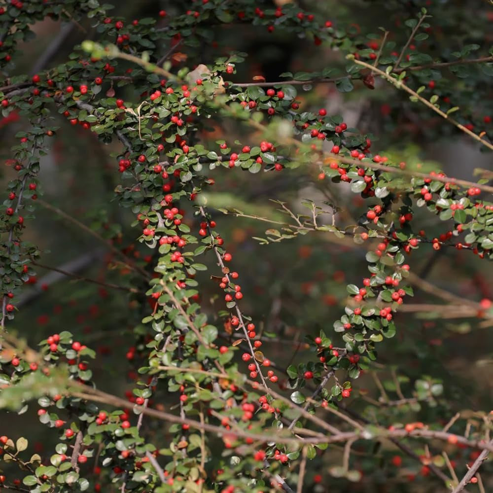 Teppichmispel, Zwergmispel, Bodendecker Cotoneaster Dammeri, Baumsamen Sträucher Garten Blumensamen Gastgeschenk Balkonpflanzen Seltene 150Samen