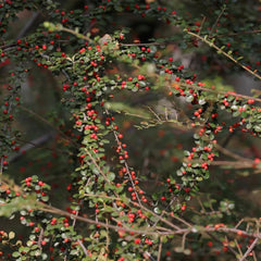 Teppichmispel, Zwergmispel, Bodendecker Cotoneaster Dammeri, Baumsamen Sträucher Garten Blumensamen Gastgeschenk Balkonpflanzen Seltene 150Samen