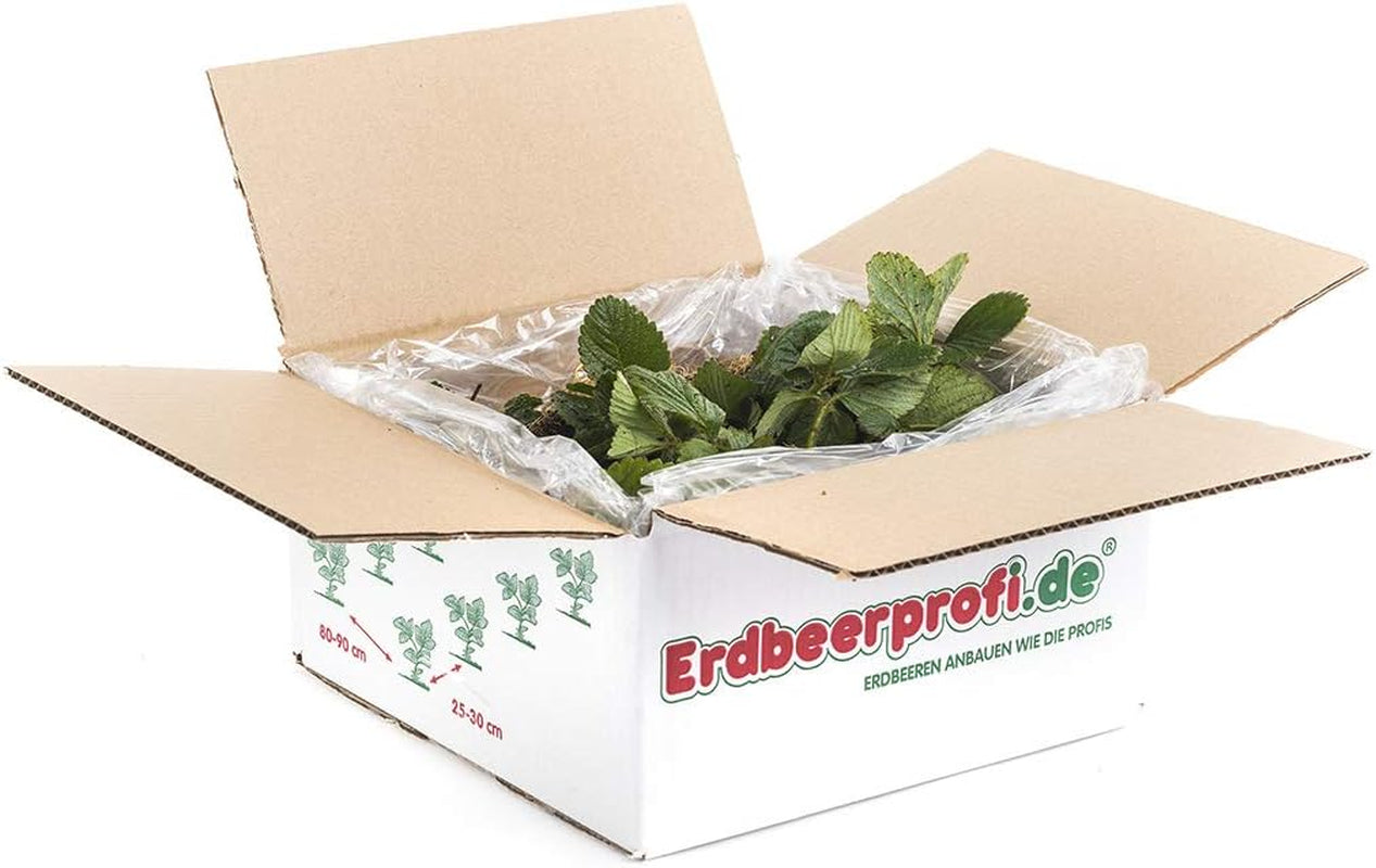 Erdbeerprofi - Erdbeer Anbau-Set: 40 Powerplug (Extrem Gut Durchwurzelt) Erdbeerpflanzen Gemischt - Mit Erdbeer Langzeitdünger - 4 Erdbeersorten: Daroyal, Korona, Ostara & Favori