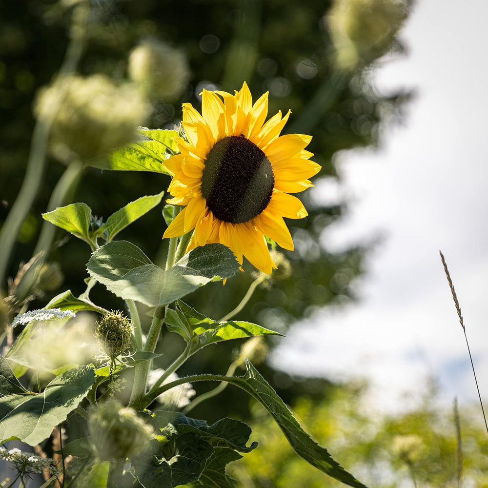 Nasiona słonecznika dyskowca żółtego (Helianthus annuus): Nasiona słonecznika premium, Nasiona słonecznika do uprawy około 20 roślin słonecznika - Nasiona kwiatów przyjazne dla owadów od OwnGrown
