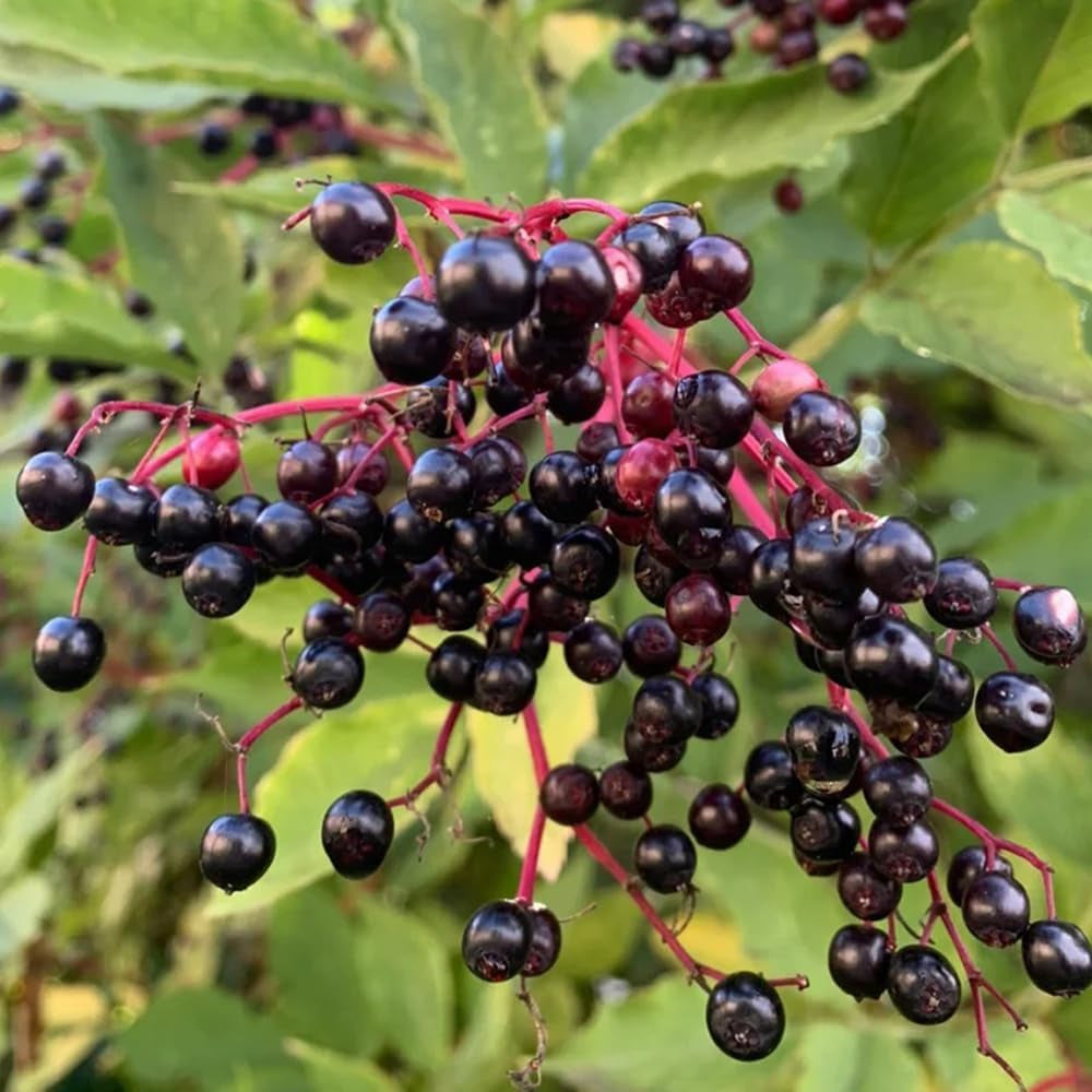 Holunder, Garten Sträucher Winterhart Grünpflanzen Bio Winterhart 100Samen