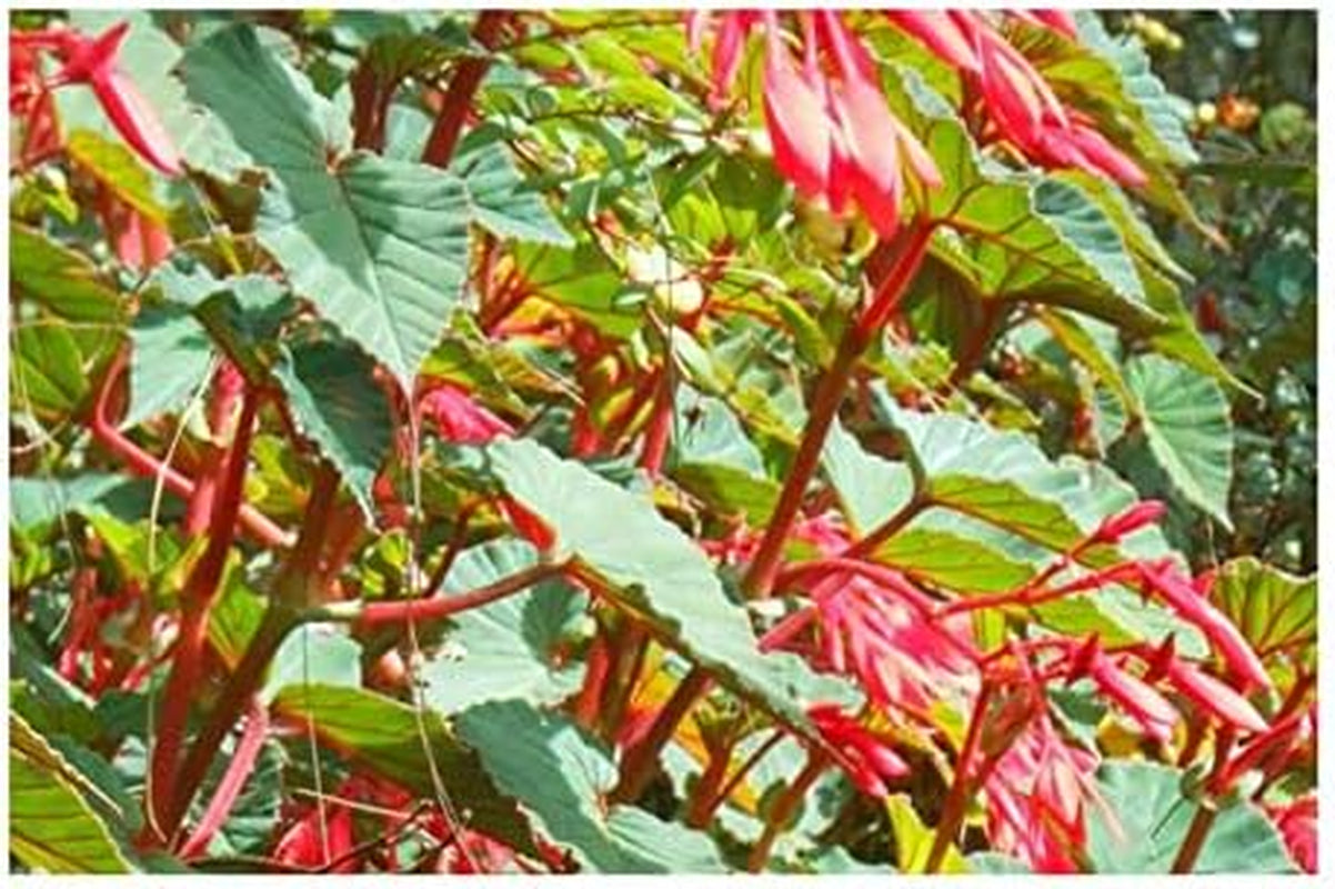 Stk - 10X Begonia Ferruginea Ziersträucher Garten Pflanzen - Samen ID334 -
