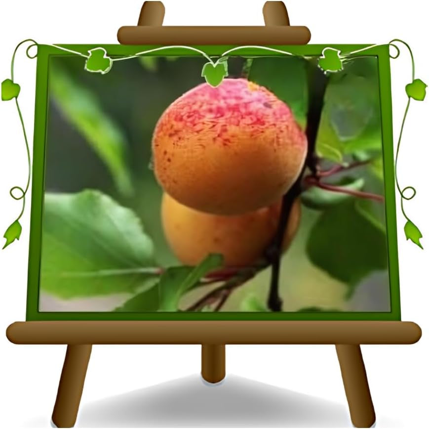 Aprikosenbaum Valleggia Obstbaum Im Topf 20 Cm Höhe Ca. 170 Cm – Alter 2 Jahre - Italienische Gärtnerei