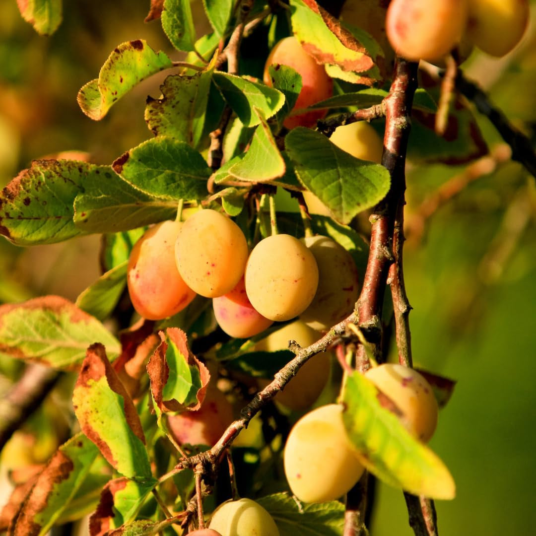 Susini Strümpfe Von Nonne Gelb Pflanze Ab Frucht Antik Auf Vase 24/26- Baum Max 160~180Cm -4 Jahre