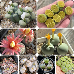 Lithopssamen - Winterhart, Bodendecker Mehrjährig Exotische, Stauden Indoor Balkon 50Pcs