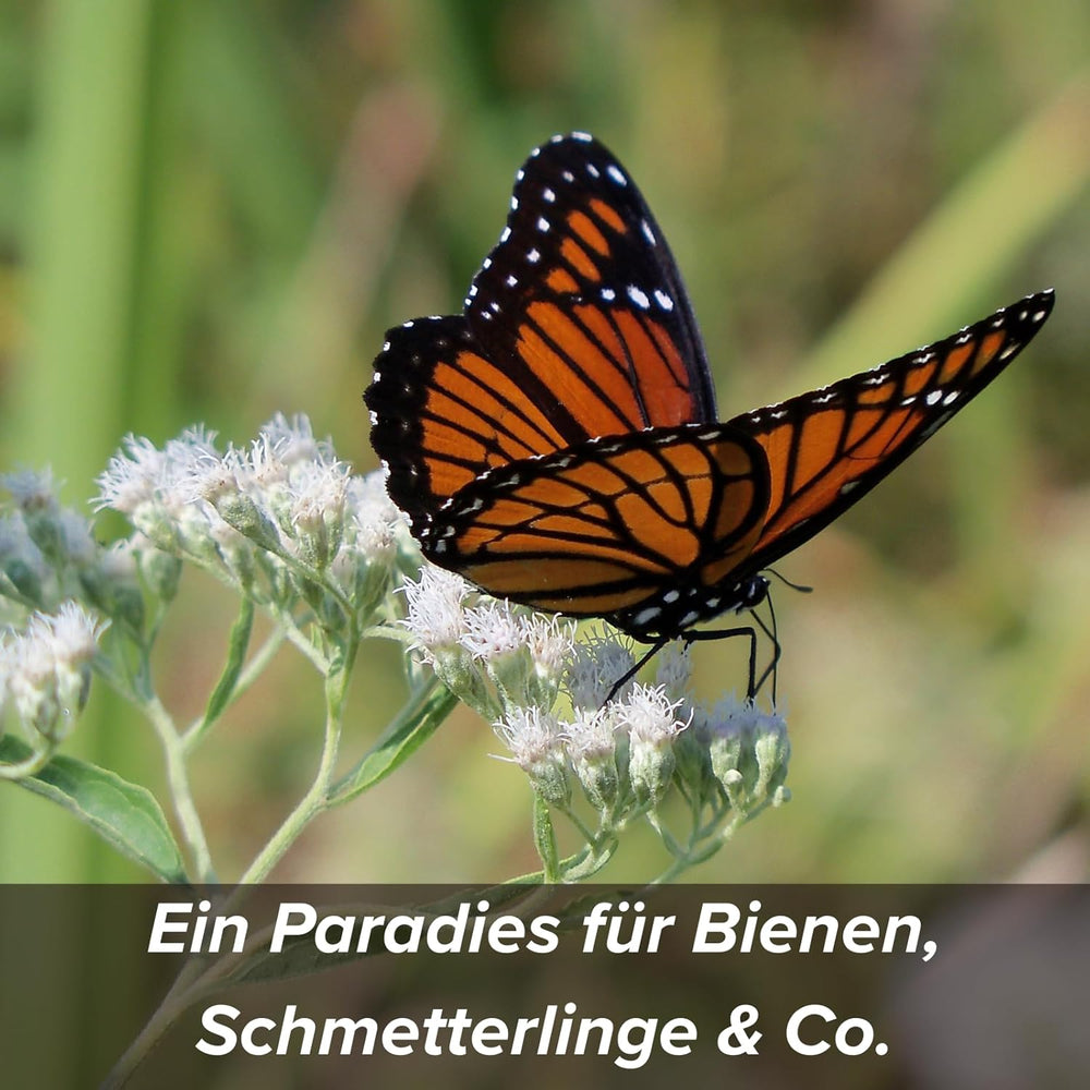 Nasiona kwiatów w ochronnej otoczce glinianej dla pszczół i motyli, 400g. Mieszanka wieloletnich i odpornych na zimę dzikich kwiatów na 20 m². Piękne nasiona dzikich kwiatów na kolorowe pastwisko dla pszczół. Prezent dla dzieci.