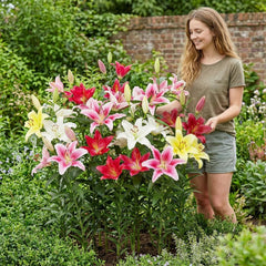 Lilien Zwiebeln Winterhart Mehrjährig - Orientalische Kollektion - 15 Stück - Mehrjährige Blumenzwiebeln aus Holland - Für Garten und Topf (große Knollen, kein Samen, nicht künstlich)