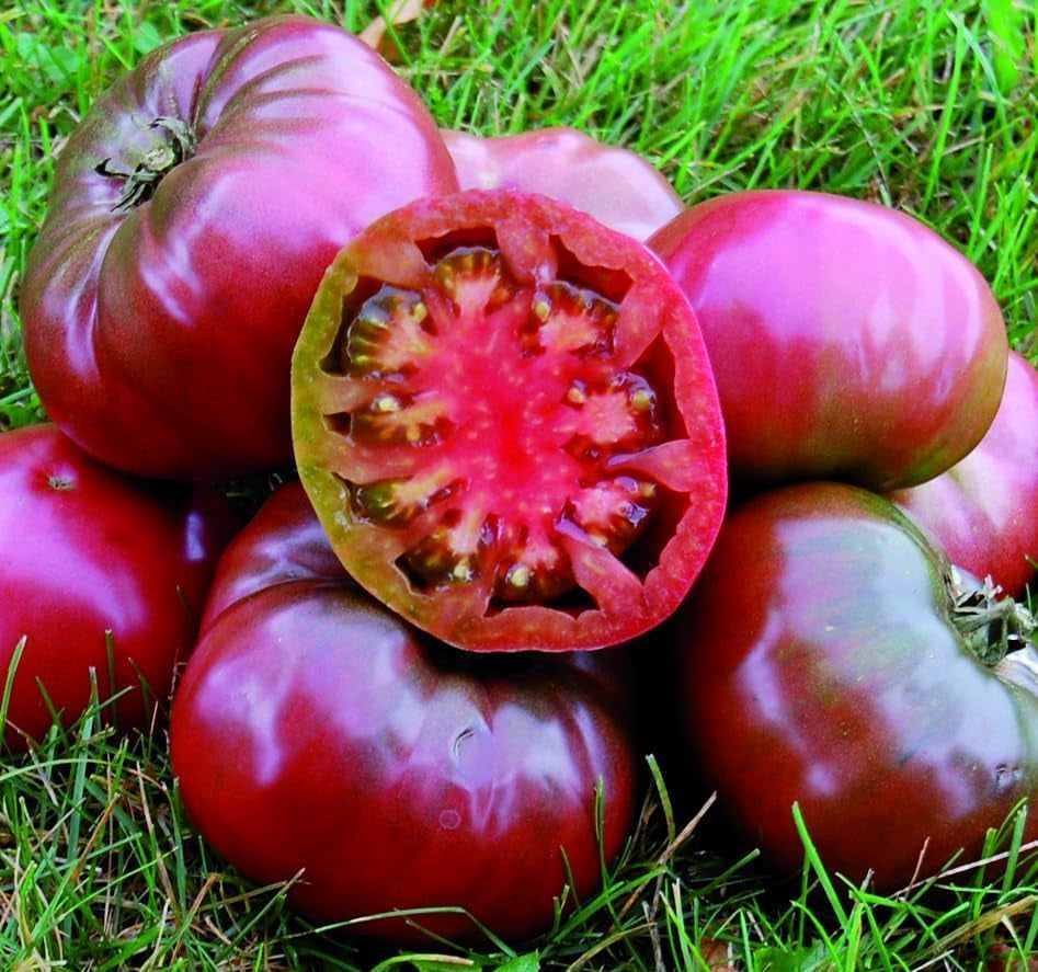 Tomate 'Cherokee Prince', Herrlich Süß, Fleischtomate.