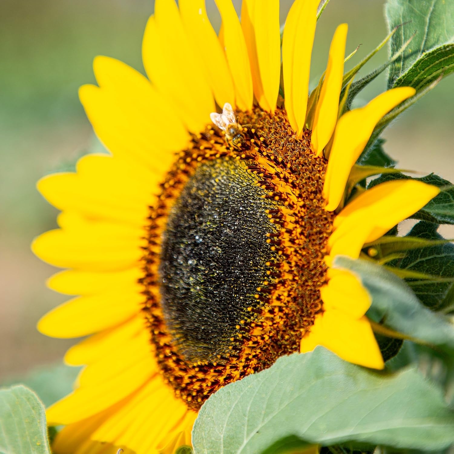 Nasiona słonecznika dyskowca żółtego (Helianthus annuus): Nasiona słonecznika premium, Nasiona słonecznika do uprawy około 20 roślin słonecznika - Nasiona kwiatów przyjazne dla owadów od OwnGrown