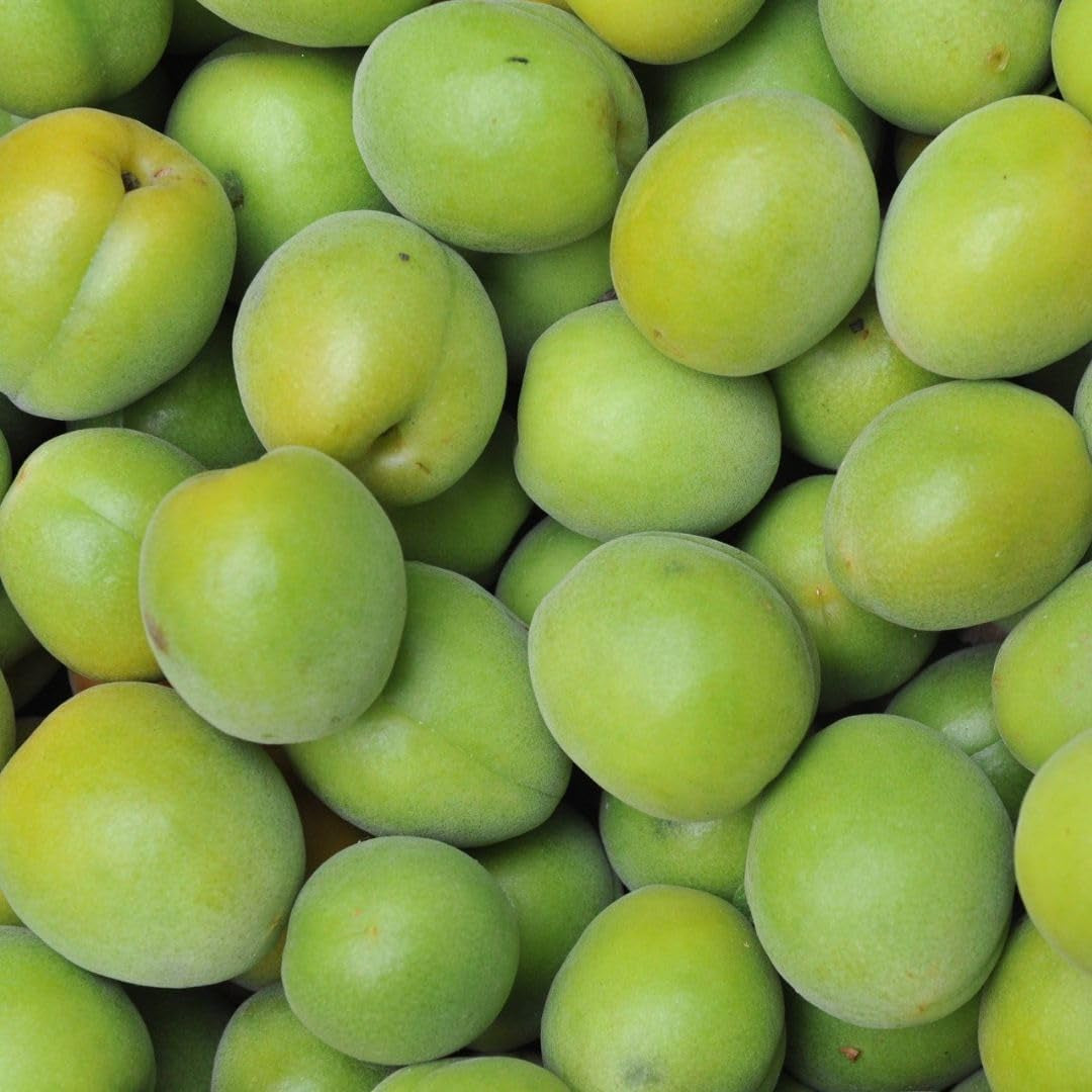 Regina Pflaumen Claudia Verde - Obstpflanze Alte Frucht Auf Blumentopf 20 - Baum Max 170 Cm – 2 Jahre Anbau Italien