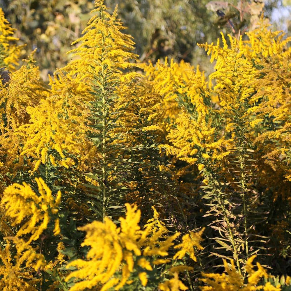 Goldrutesamen - Deko Winterharte Stauden Mehrjährig Bio Garten Balkon 30Pcs