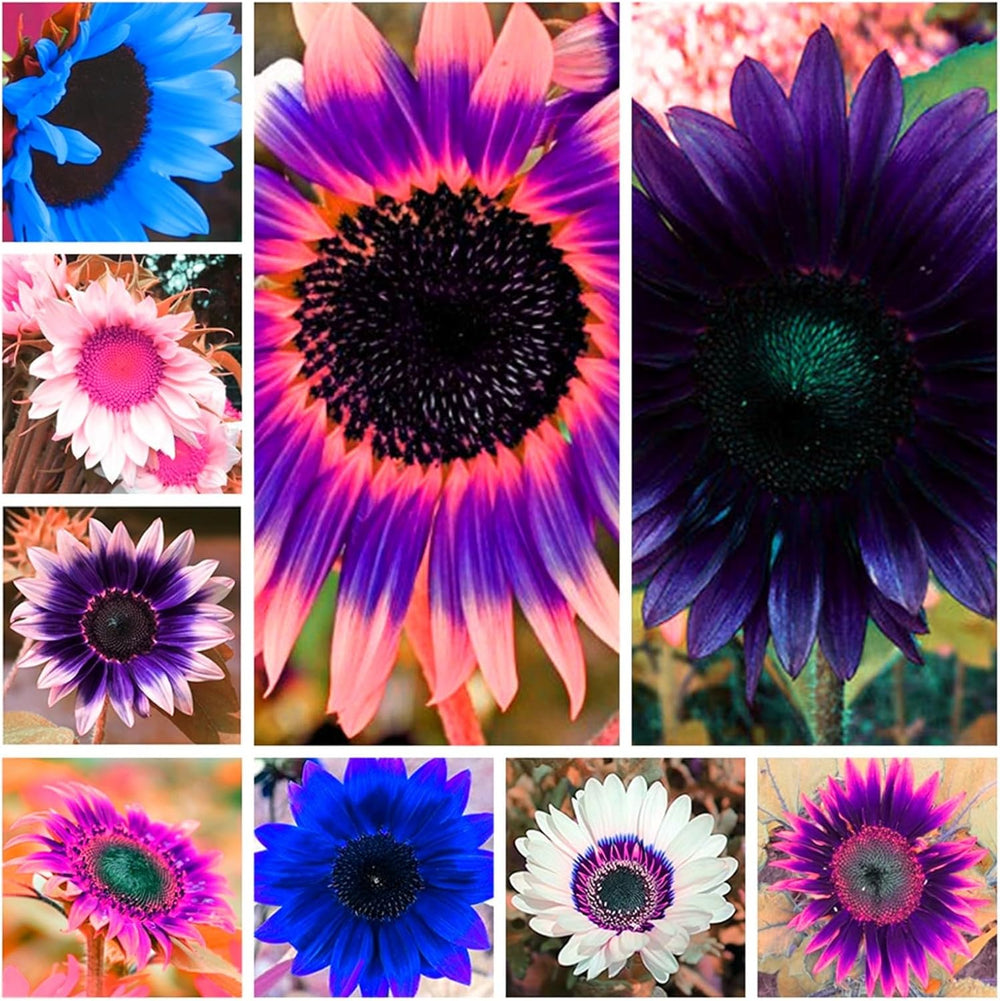 Mieszanka cebul kwiatowych, żarówka Mystery Magic, odporne sadzenie, odporna na zimę wieloletnia cebula kwiatowa, odporne cebule-3 cebule orchidei