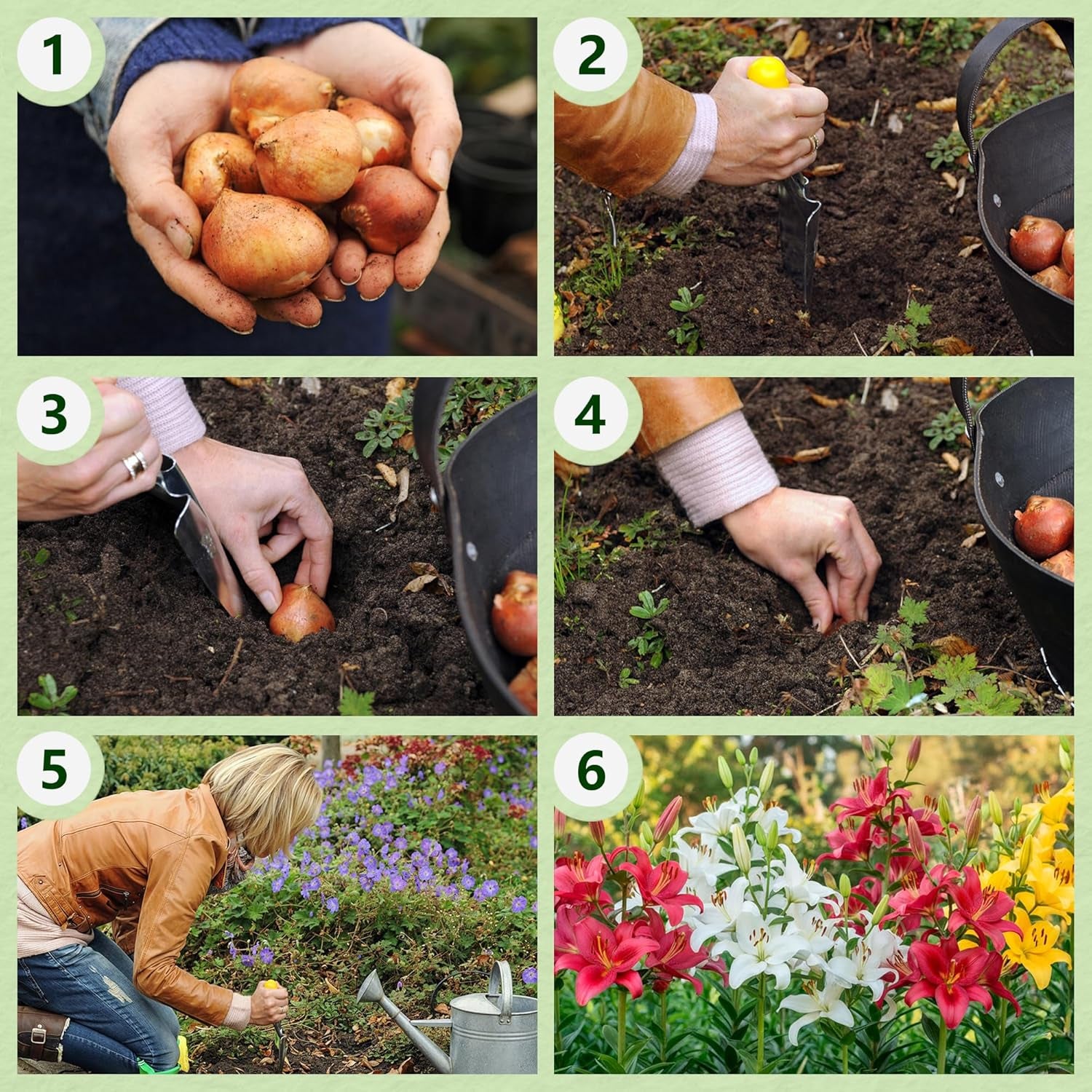Cebulki lilii olbrzymiej Kolekcja Hardy Tree - Odporne cebulki kwiatowe - Opakowanie 15 sztuk w 5 odmianach i kolorach - Mieszanka Holland do sadzenia w ogrodzie (nie nasiona, nie sztuczne)