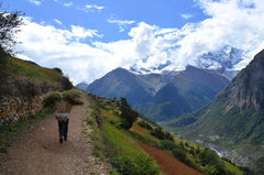 Rohkaffee Nepal Mt. Everest Cofffee (1000g)
