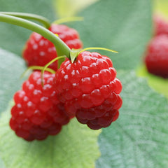 Himbeerbaum Himbeeren Rote Himbeeren Loganberry Uniferi - - Obstpflanze Antik Auf Blumentopf 20 - Baum Max 170 Cm –2 Jahre Anbau Italien