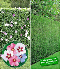 BALDUR Garten 10Er Gemischte Hecken-Kollektion, Pflanzen Im 9X9 Cm-Topf, Je 5 Pflanzen Hibiskus-Hecke Und Leyland-Zypressen-Hecke, Winterhart, Blühend, Hibiscus Syriacus, Cupressocyparis Leylandii