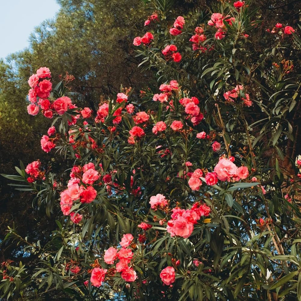 Oleander Gartenpflanzen Winterhart Mehrjährig Immergrüne Züchten, Hecken Winterharte Garten 15Samen