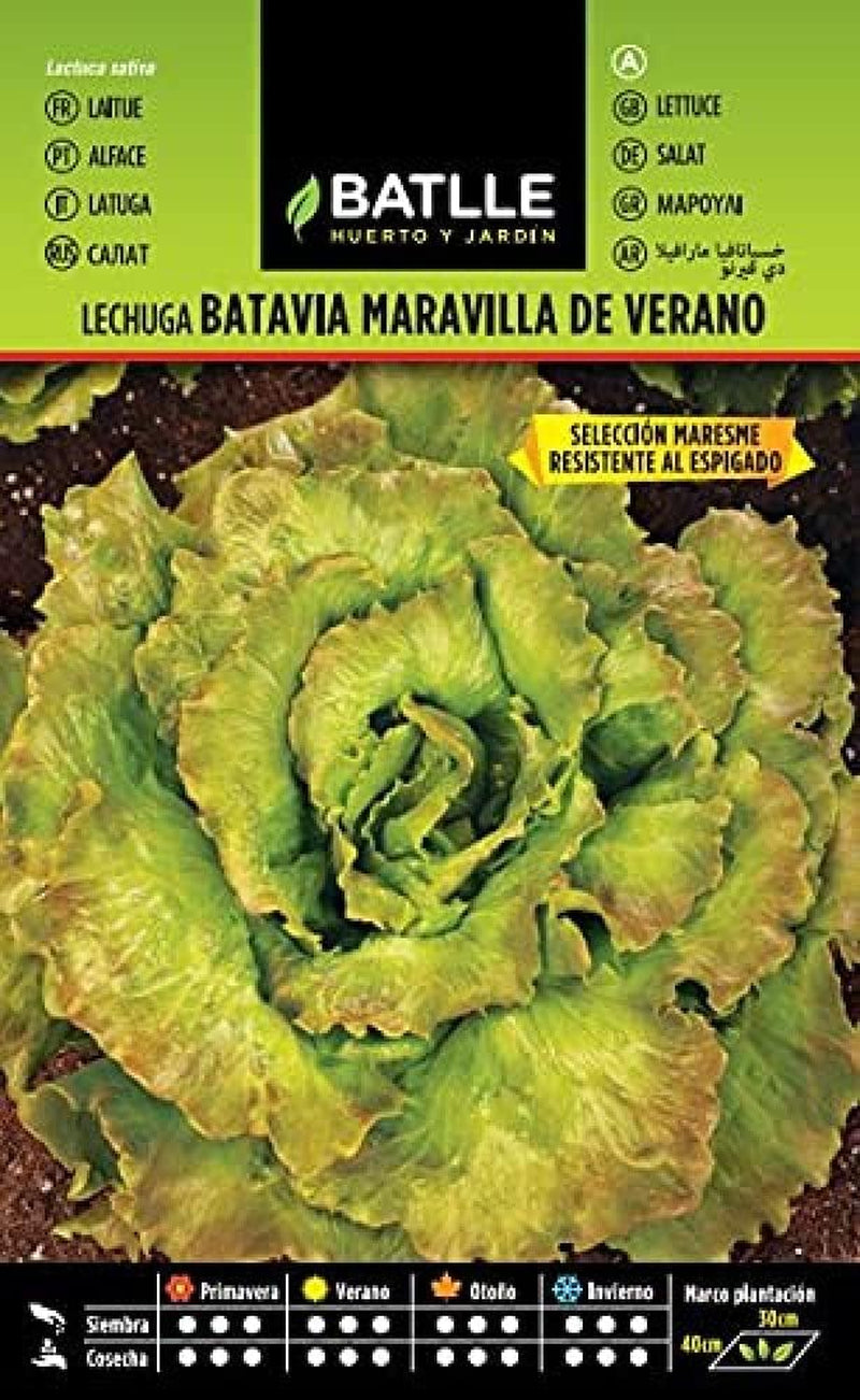 Batlle Gemüsesamen - Frühlings Kopfsalat Dorada De Primavera (6400 Samen)