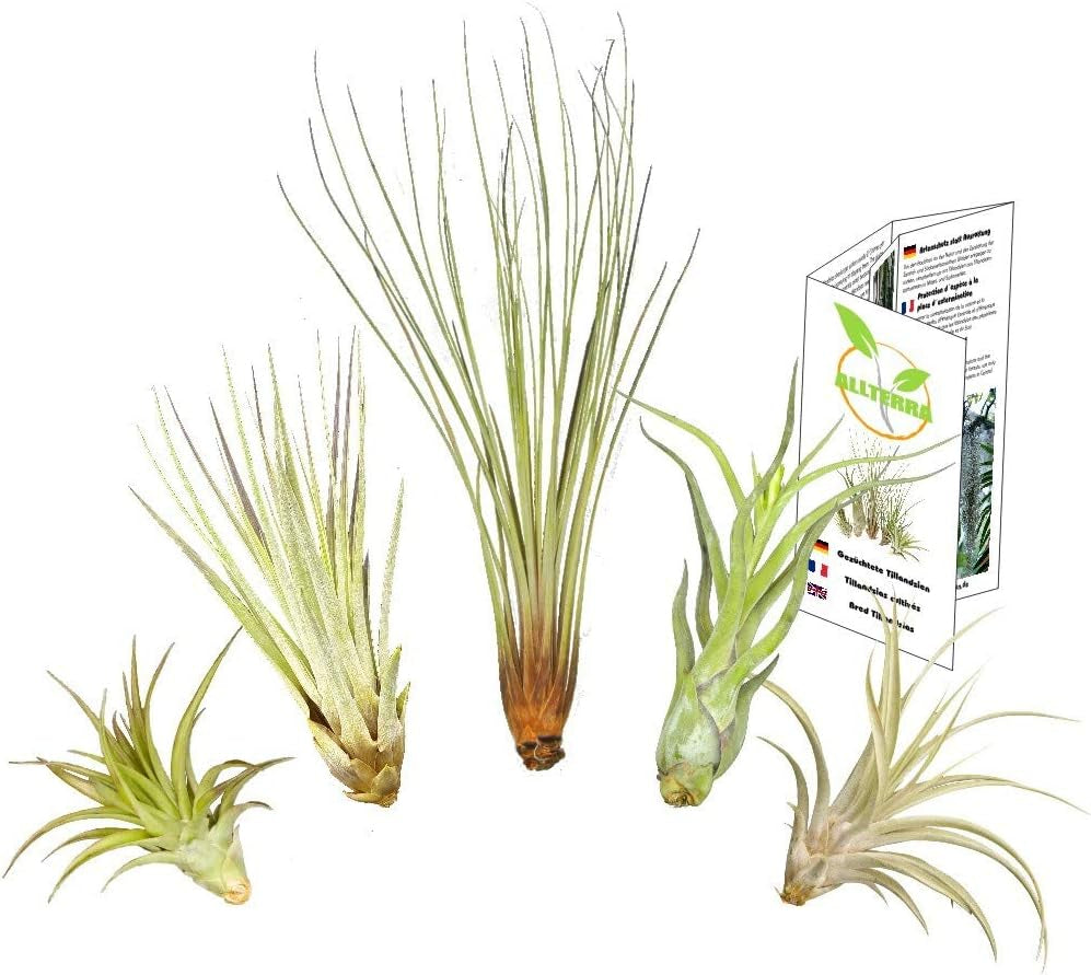Tillandsien 5Er XL Set, Mit Je Einer Tillandsia Juncea, Einer T. Captitata, Einer T. Abdita, Einer T. Caput Medusae Und Einer T. Fasciculata