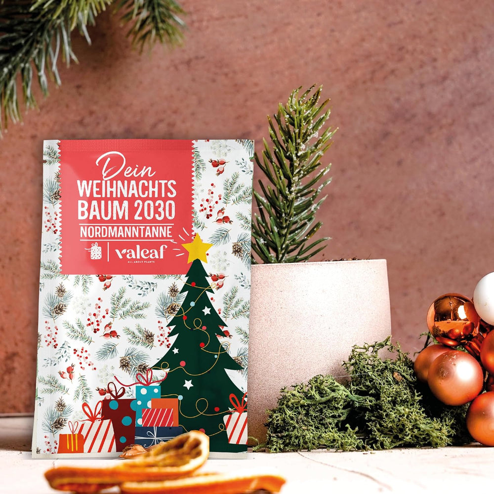 Choinka 2030 - Nasiona choinek firmy Nordmann do sadzenia choinki, idealne jako tajemniczy prezent bożonarodzeniowy od Świętego Mikołaja