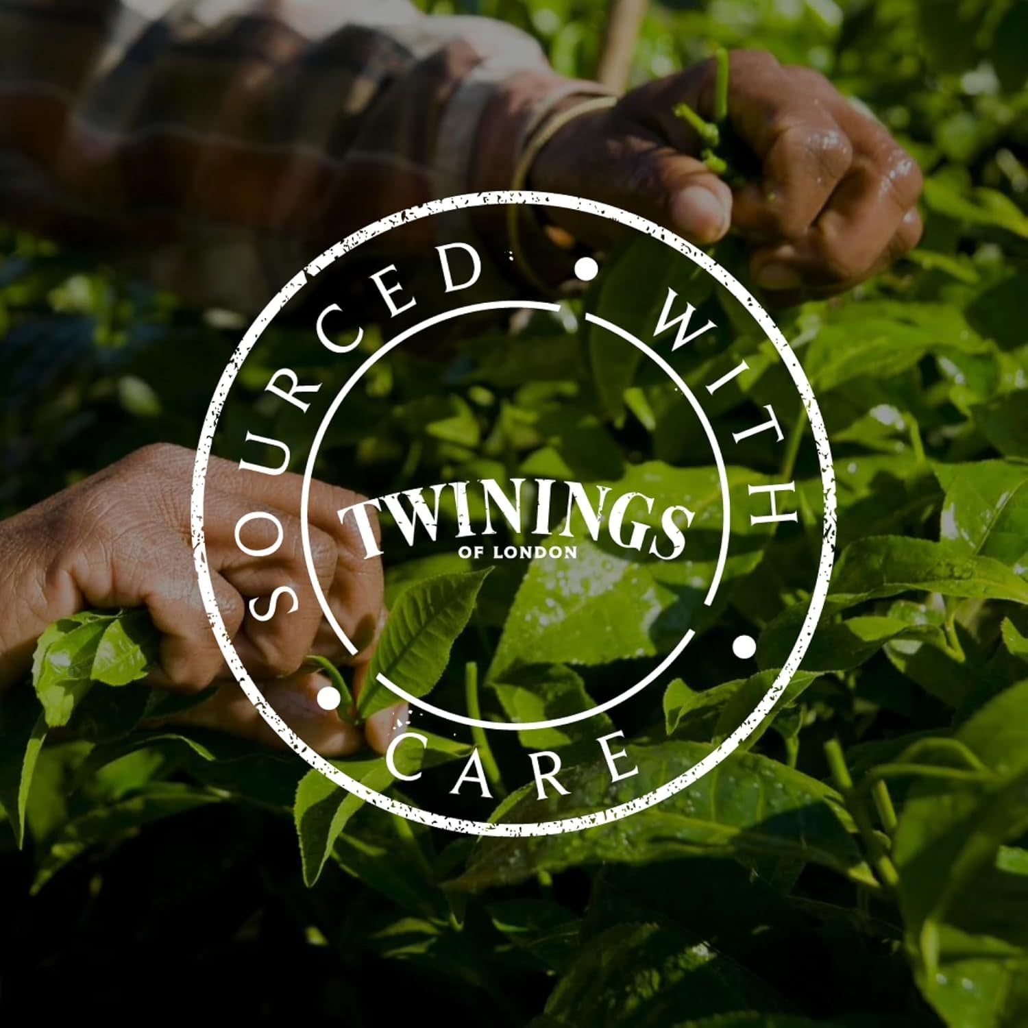 Twinings GLOW Ceai verde cu aloe vera și urzică cu biotină - Amestec de ceaiuri din plante benefice pentru îngrijirea naturală a pielii și părului, pachet de 12 (10 pliculețe fiecare)