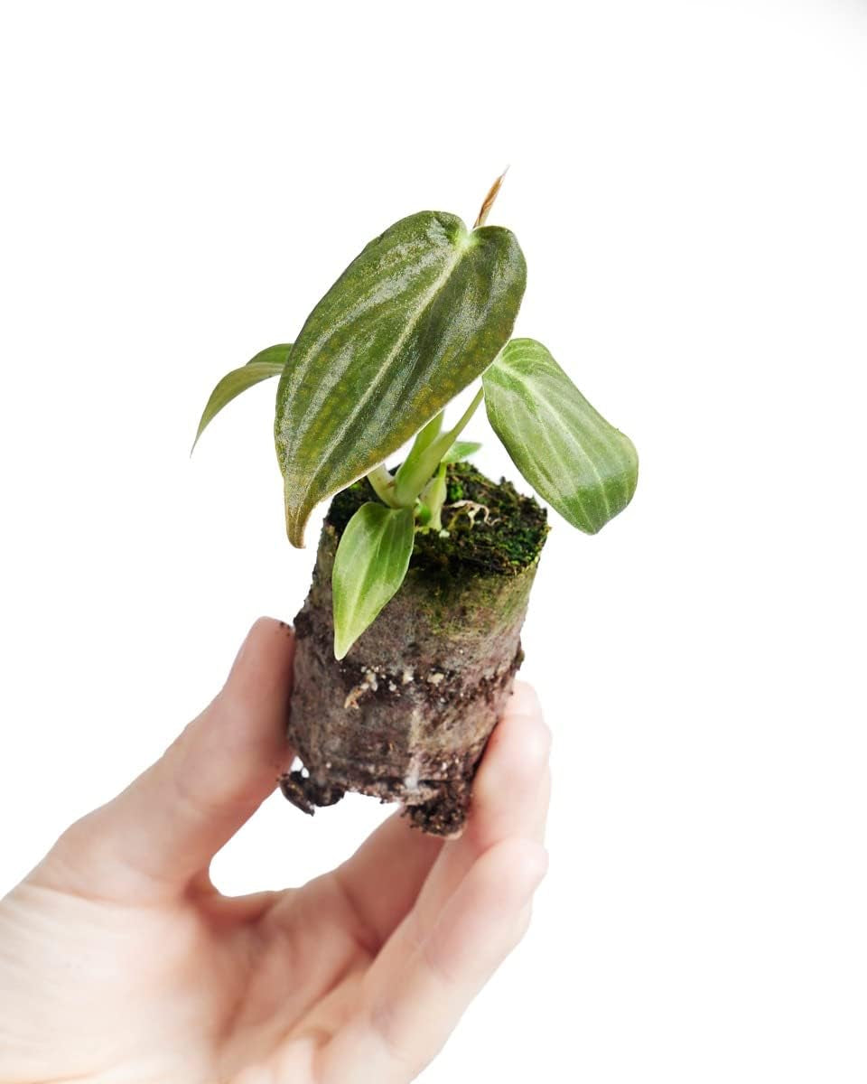 Baby Philodendron Philodendron Melanochrysum - Zimmerpflanze - Echte Pflanzen Für Drinnen - 2Cm Stecklinge - Höhe 10Cm